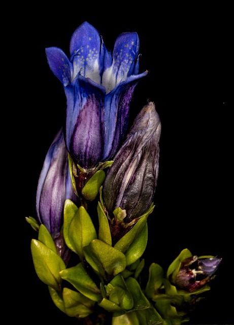 Gentiana calycosa - Hiker's Gentian 18-2103 (1).jpg